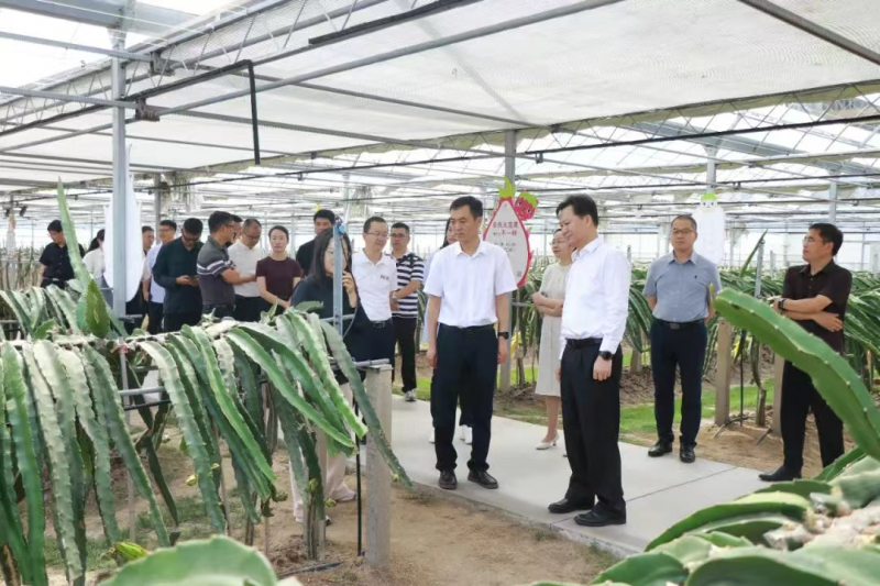 沪滇情·山海约｜云南省大理州祥云县考察团赴合庆考察交流