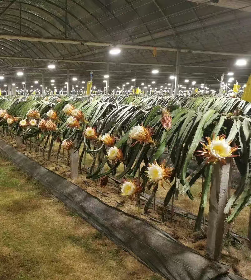 2dcefc6bdbb94cd0d7ee9f65c895966a